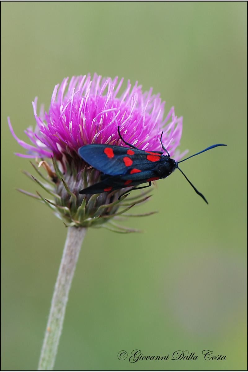 Zygaena lonicerae ?